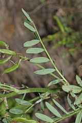 Astragalus davuricus