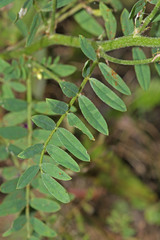 Astragalus davuricus