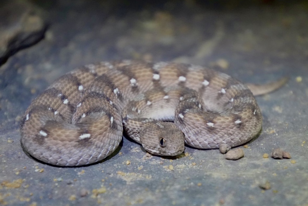 African Saw-scaled Viper (Echis ocellatus)