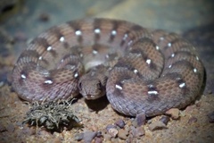 African Saw-Scaled Viper photo 2