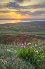 Tragopogon marginifolius