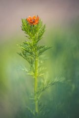 Adonis aestivalis parviflora