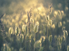 Eremopyrum orientale