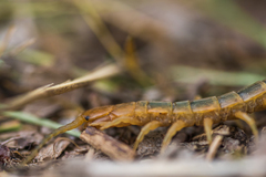 Scolopendra canidens