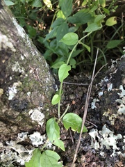 Jasminum streptopus