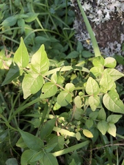 Jasminum streptopus