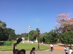 Tabebuia rosea