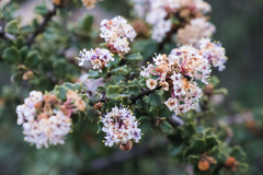 Ceanothus otayensis