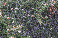 Ceanothus otayensis