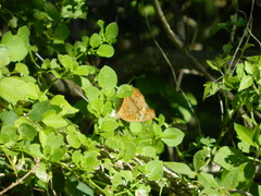 Junonia genoveva hilaris