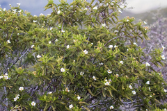 Chamaebatia australis