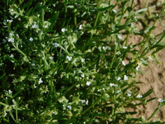 Pectocarya platycarpa