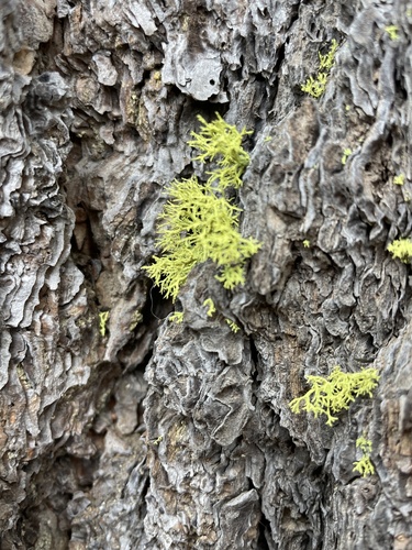 iNaturalist observation photo of wolf lichen