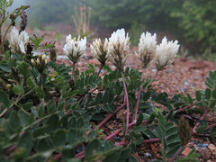 Astragalus marinus