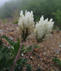 Astragalus marinus