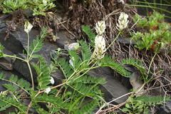 Astragalus marinus