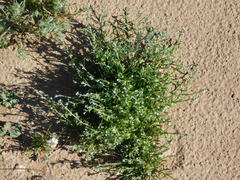 Pectocarya platycarpa