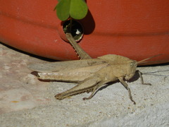 Xyleus discoideus