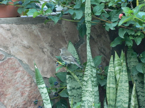 Chilean Elaenia
