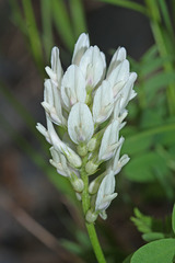 Astragalus marinus