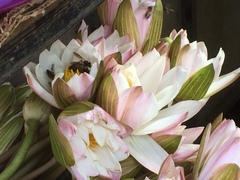 Apis dorsata
