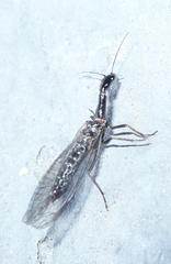 Dichrostigma flavipes