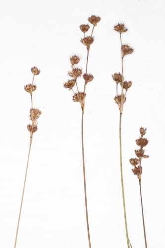 longstyle rush (Juncus longistylis)