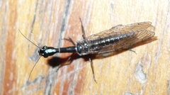 Dichrostigma flavipes