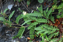 Astragalus marinus
