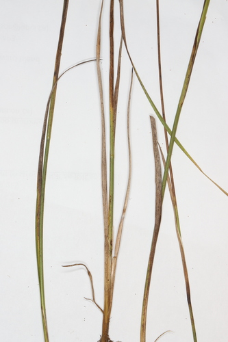 Image of Juncus longistylis by no rights reserved