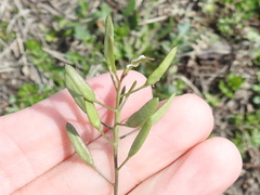 Tomostima reptans