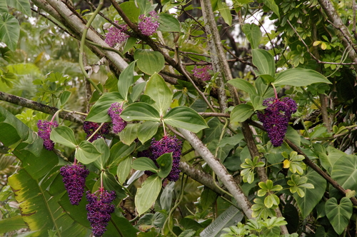Image of Medinilla cumingii by (c) Eric Knight, some rights reserved (CC BY)