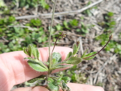 Tomostima reptans