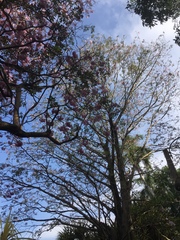 Tabebuia rosea