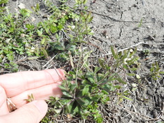 Tomostima reptans