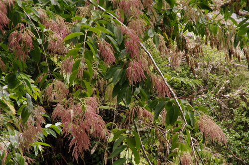 Image of Terminalia myriocarpa by (c) Eric Knight, some rights reserved (CC BY)