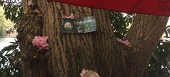 Tabebuia rosea