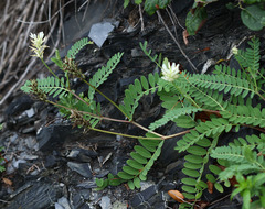 Astragalus marinus