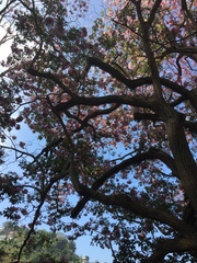 Tabebuia rosea