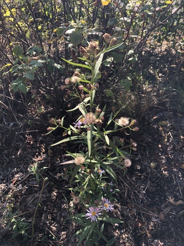 Symphyotrichum subspicatum