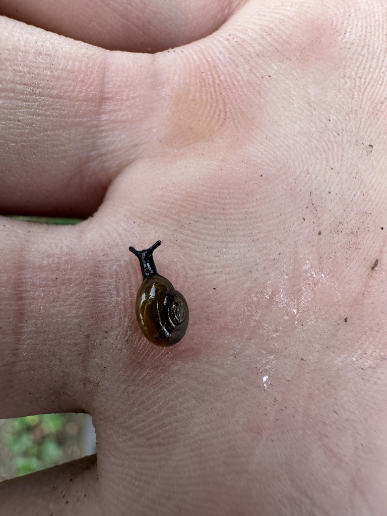 Garlic Snail