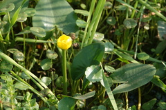 Nuphar japonica