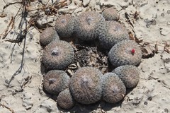 Epithelantha greggii greggii