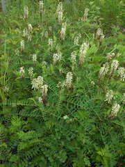 Astragalus uliginosus