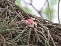 Tillandsia jucunda, photograph Gonzalo Roget, CC BY, iNaturalist via GBIF