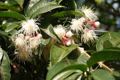 Syzygium tripinnatum