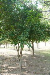 Syzygium tripinnatum