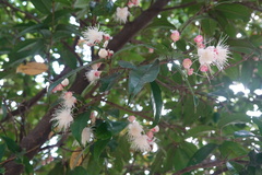 Syzygium tripinnatum