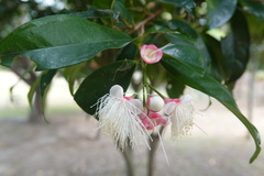 Syzygium tripinnatum