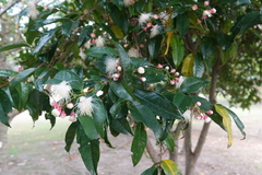 Syzygium tripinnatum